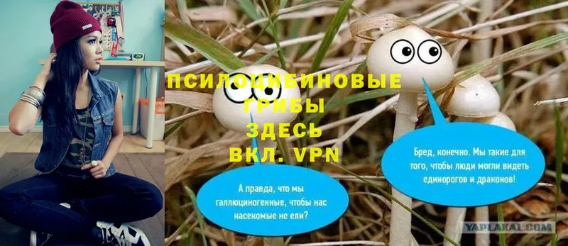 Галлюциногенные грибы Cubensis  Улан-Удэ 